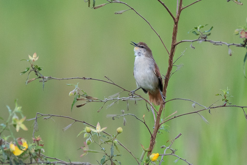 Yellow-chinned Spinetail - ML635140002