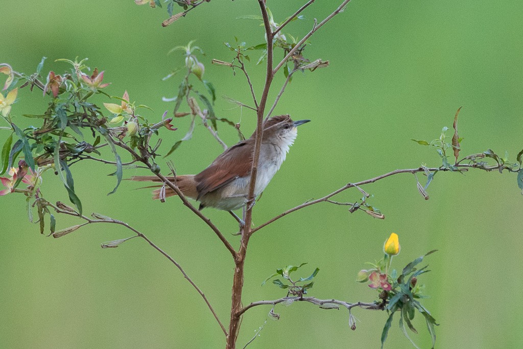 Yellow-chinned Spinetail - ML635140003