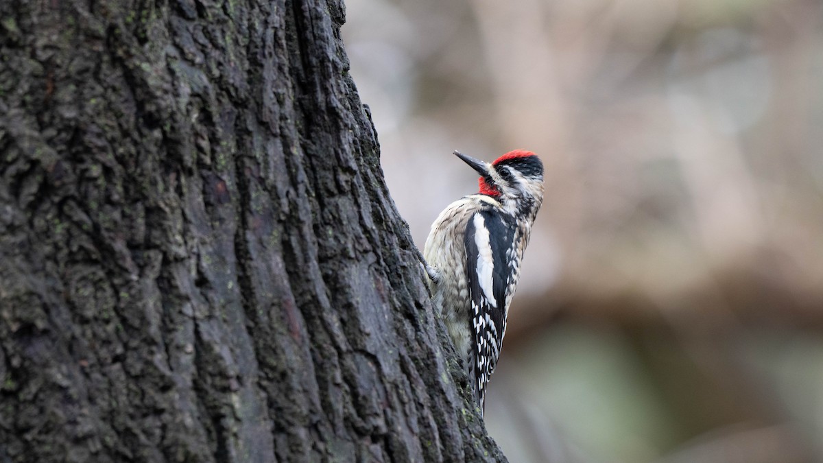 Yellow-bellied Sapsucker - ML635140009