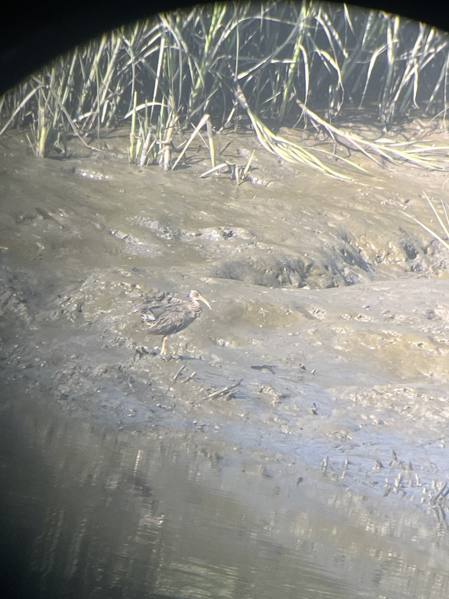 Clapper Rail - ML635140036
