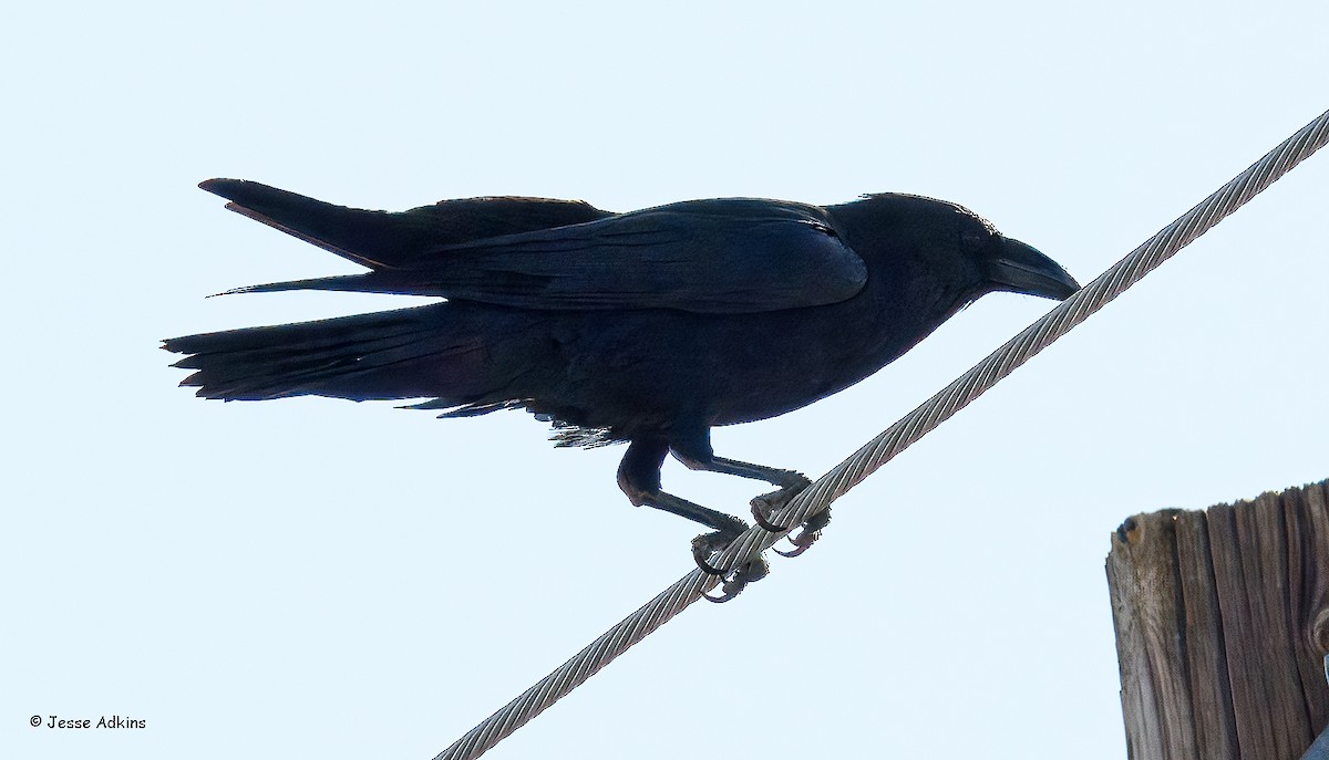Corbeau à cou blanc - ML635140042