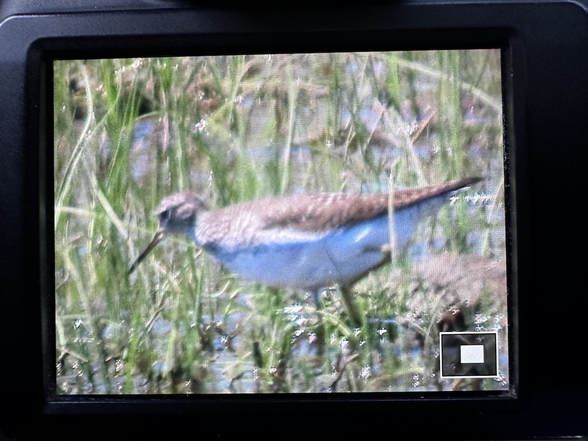 Solitary Sandpiper - ML635140092