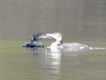 Plongeon huard - ML635140123