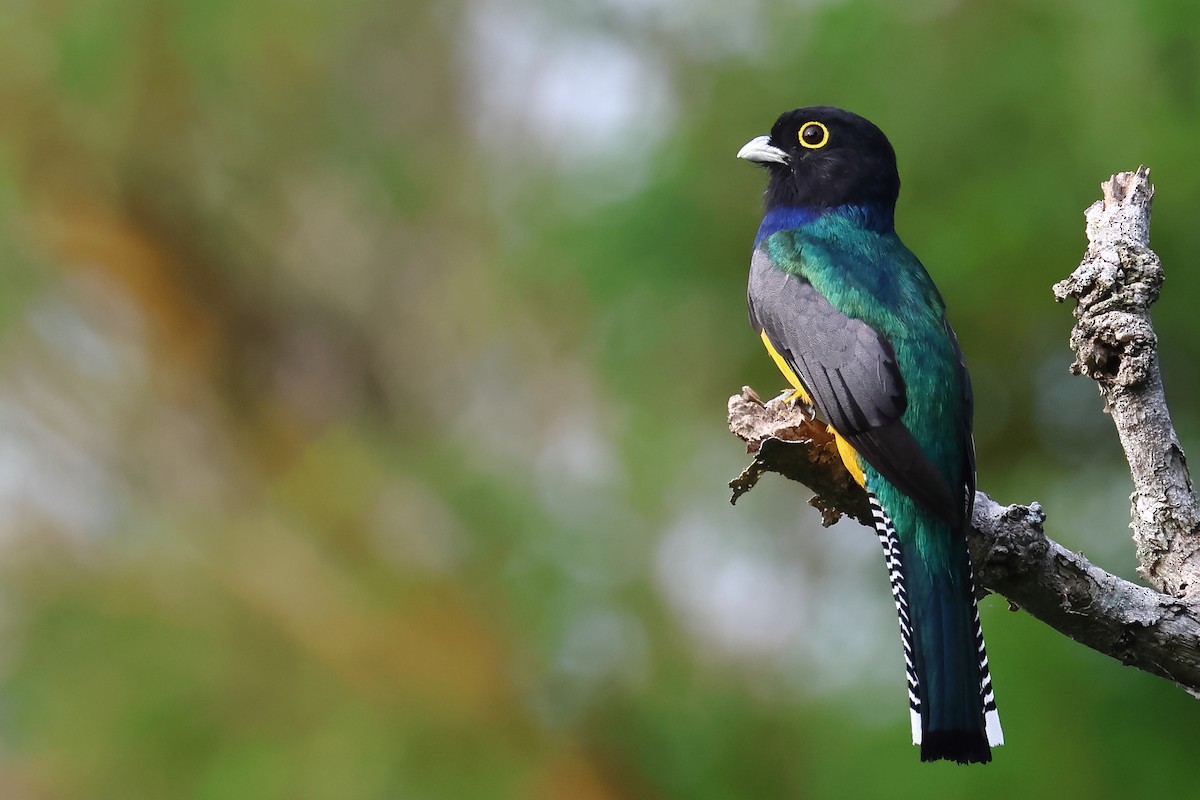 Gartered Trogon - ML635140159