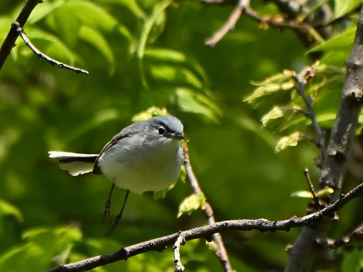 Blue-gray Gnatcatcher - ML635140170