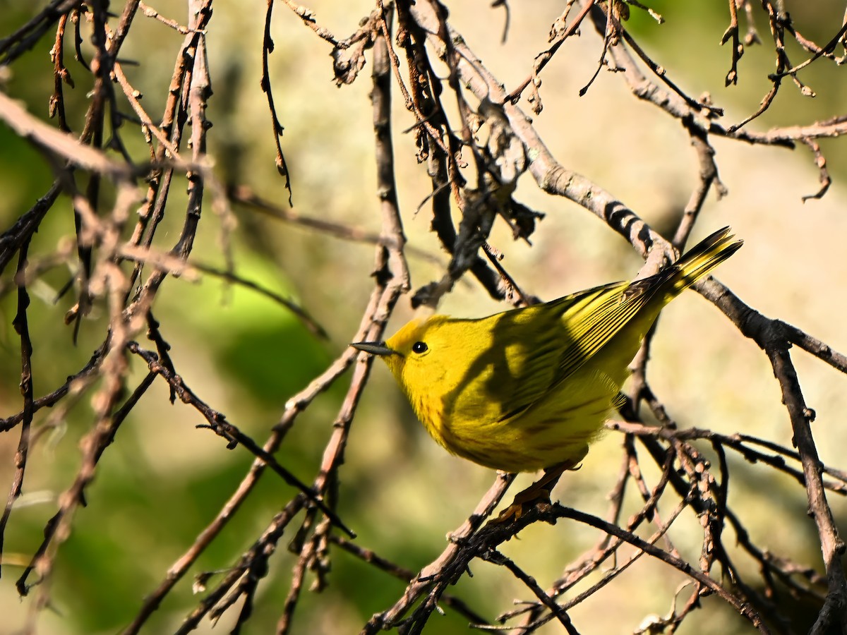 Northern Yellow Warbler - ML635140187