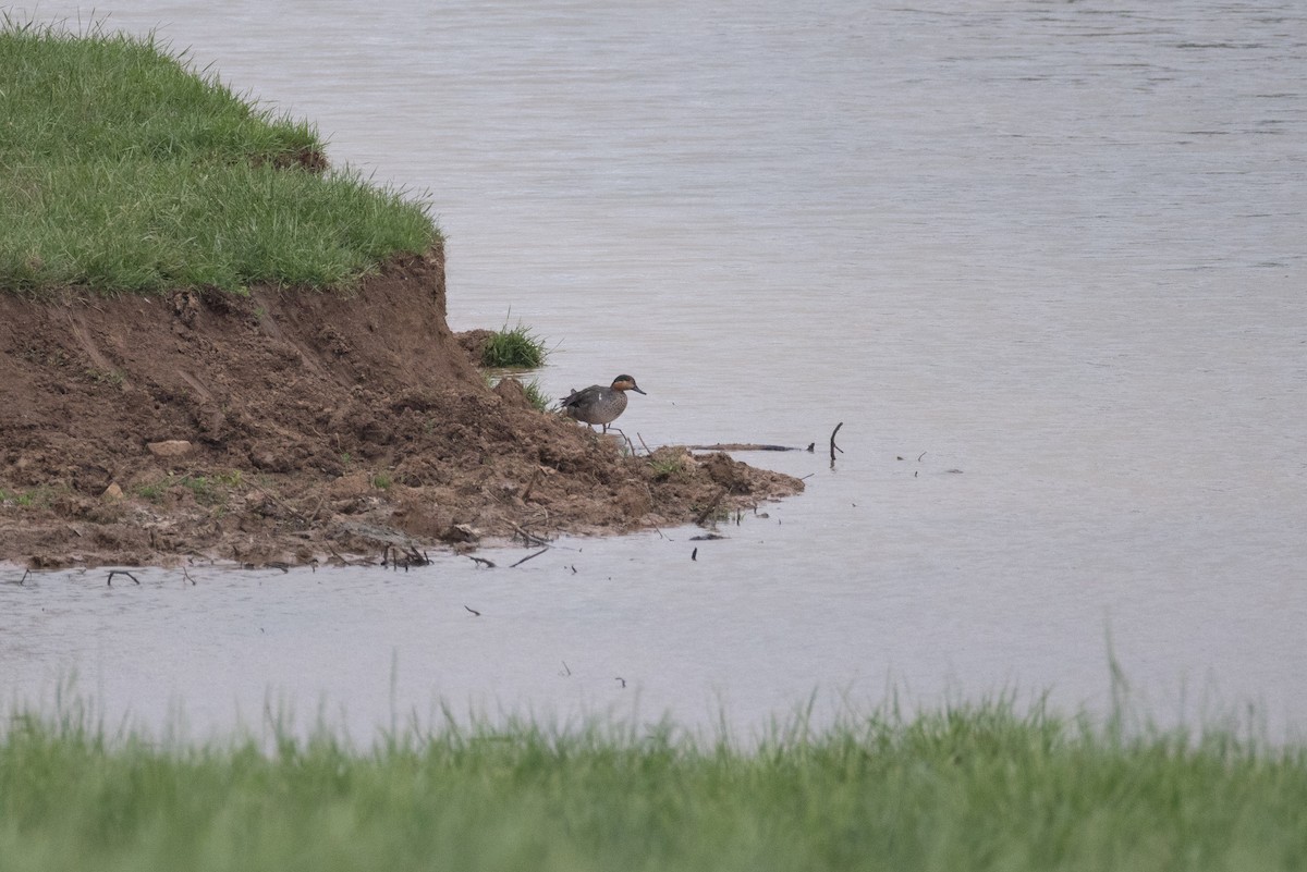 Green-winged Teal - ML635140203