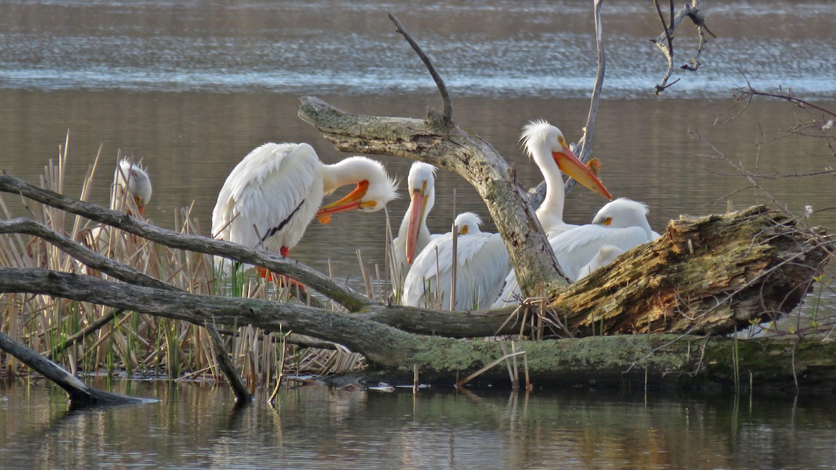 American White Pelican - ML635140218