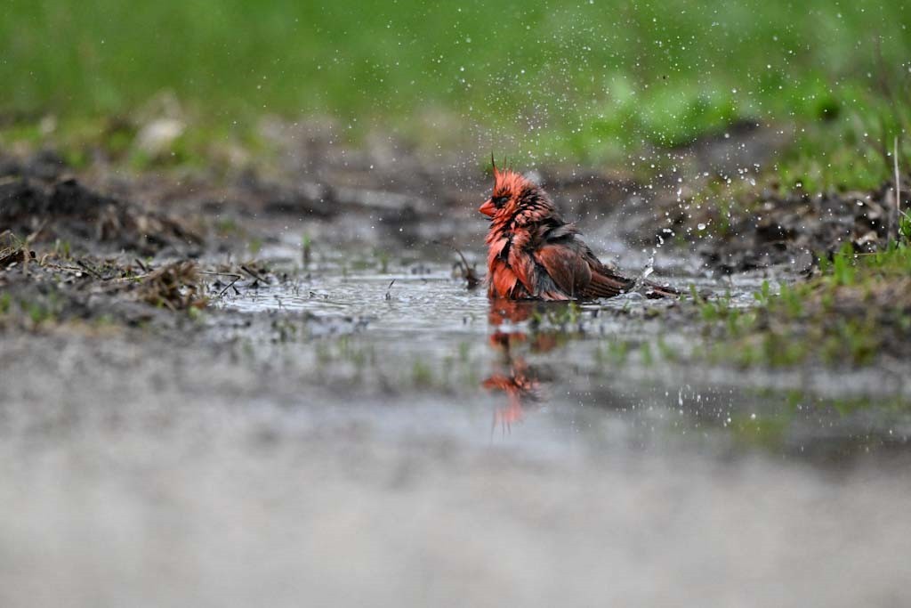 Northern Cardinal - ML635140261