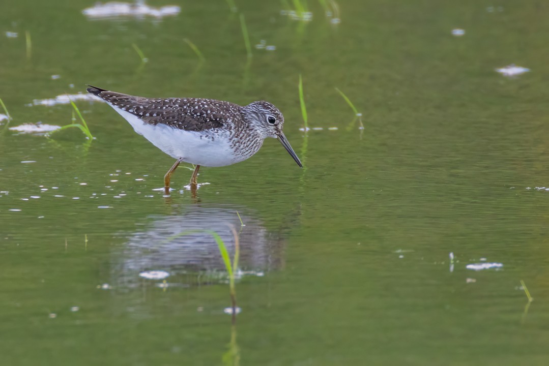 Solitary Sandpiper - ML635140265