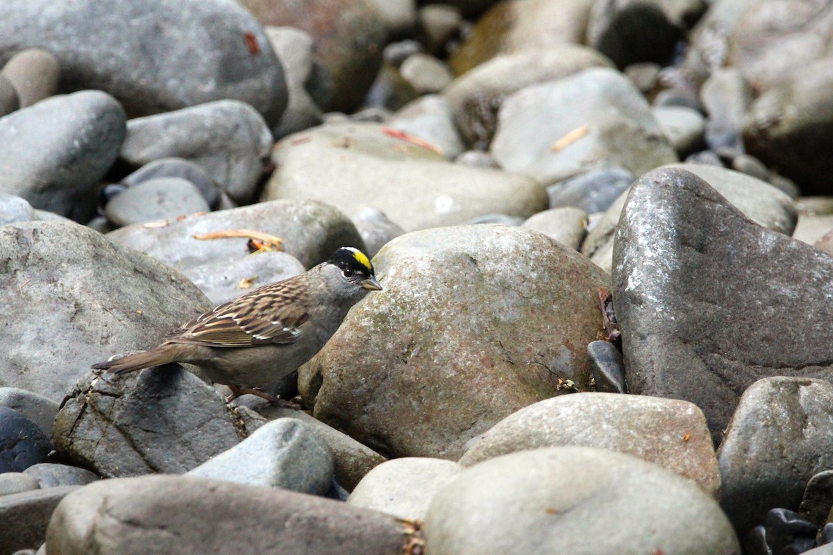 Golden-crowned Sparrow - ML635140297