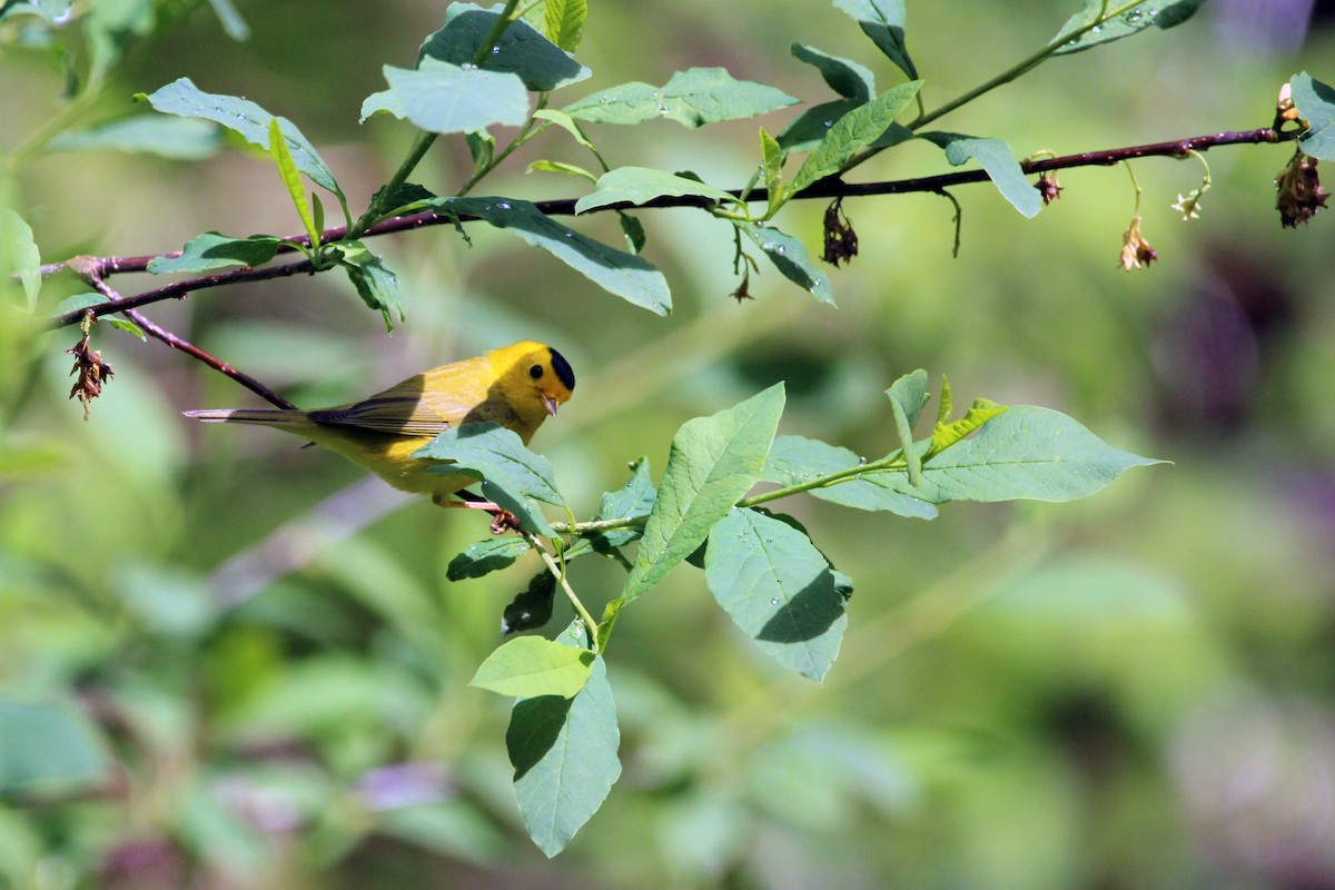 Wilson's Warbler - ML635140342