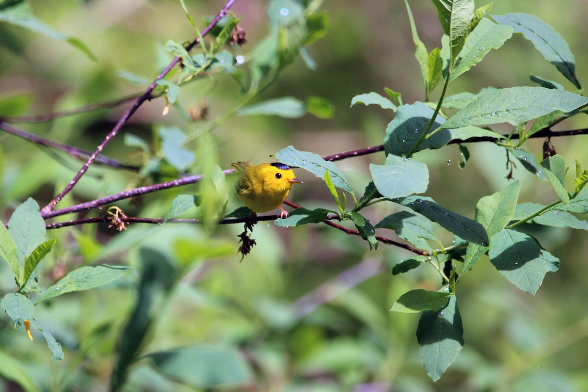 Wilson's Warbler - ML635140345
