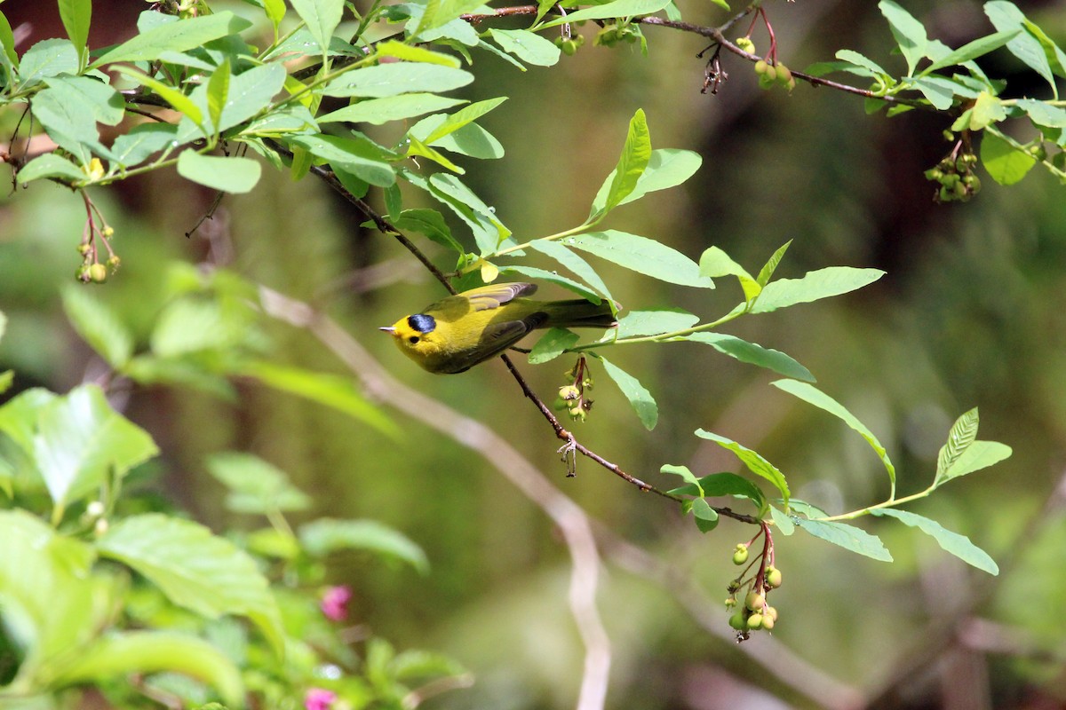 Wilson's Warbler - ML635140346