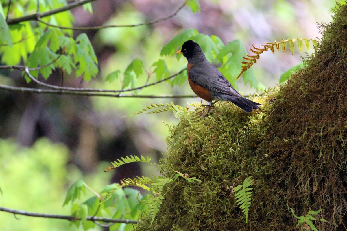 American Robin - ML635140356