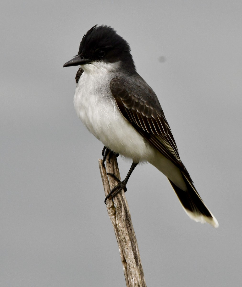 Eastern Kingbird - ML635140383