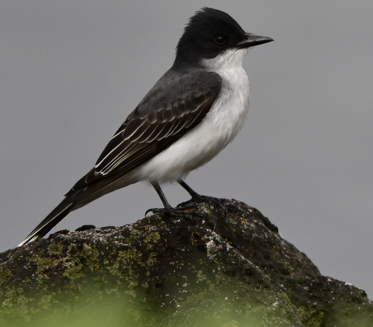 Eastern Kingbird - ML635140384