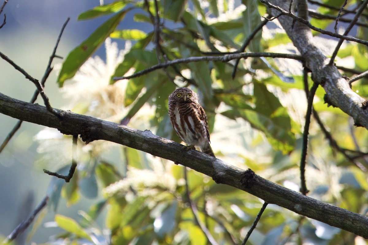 Collared Owlet - ML635140436