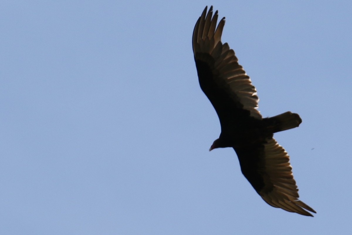 Turkey Vulture - ML635140445