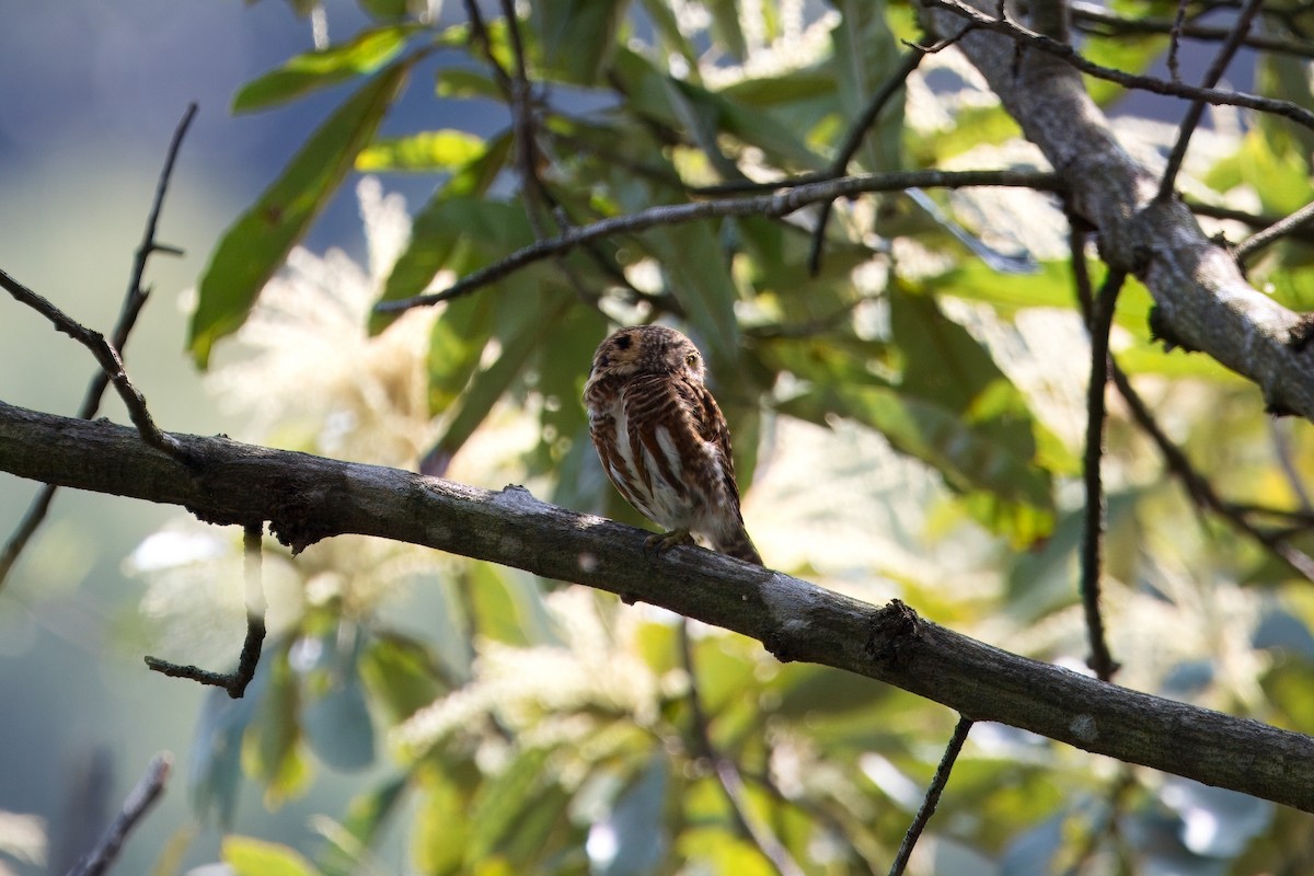 Collared Owlet - ML635140460
