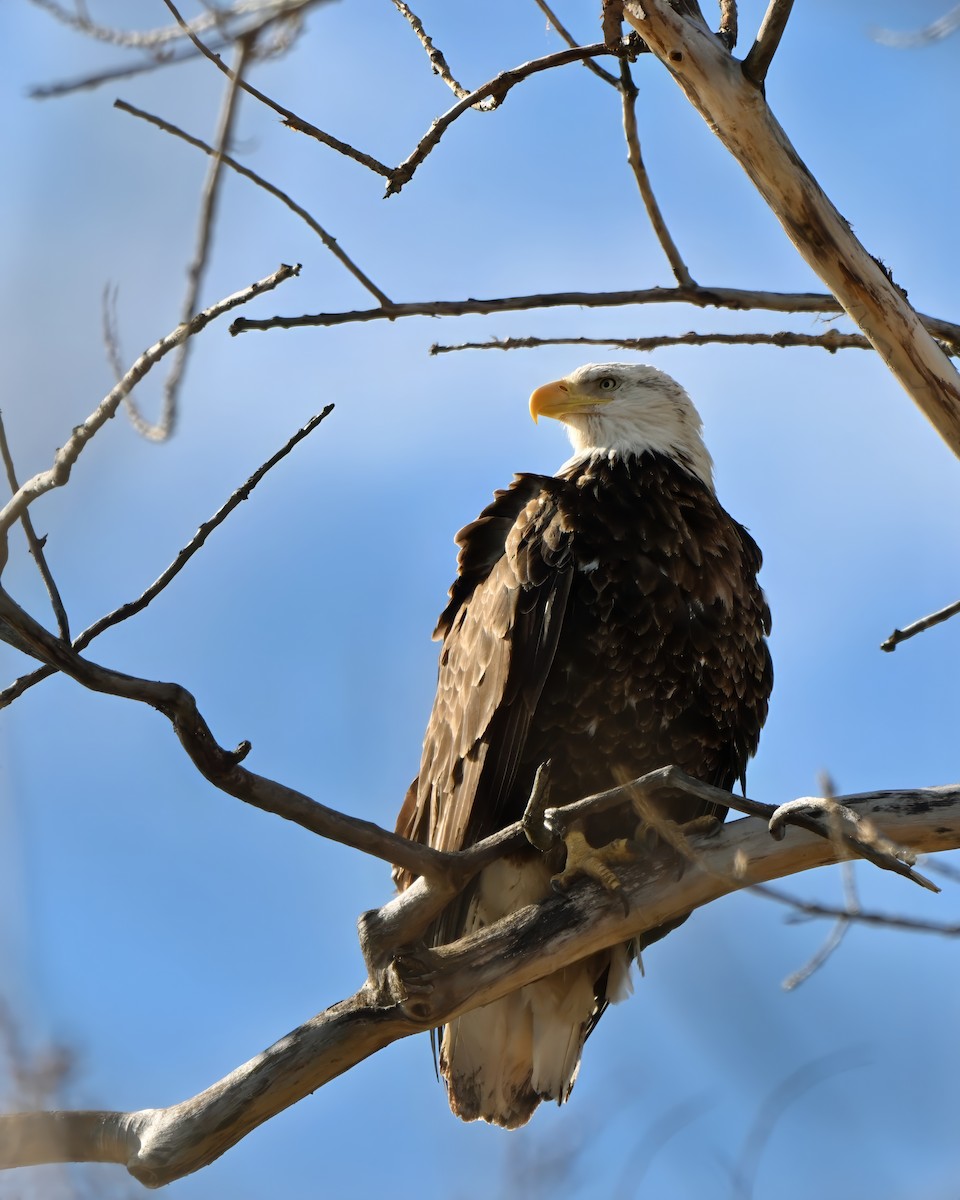 Bald Eagle - ML635140465