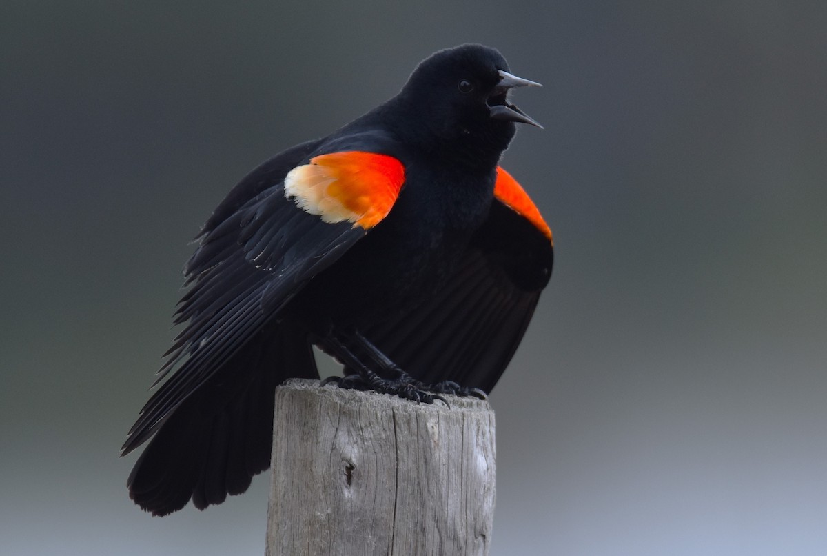 Red-winged Blackbird - ML635140467