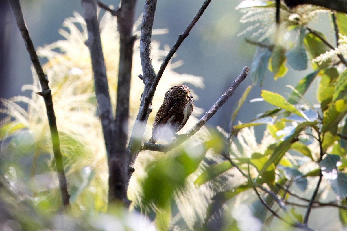 Collared Owlet - ML635140506