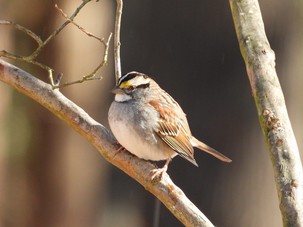 White-throated Sparrow - ML635140543