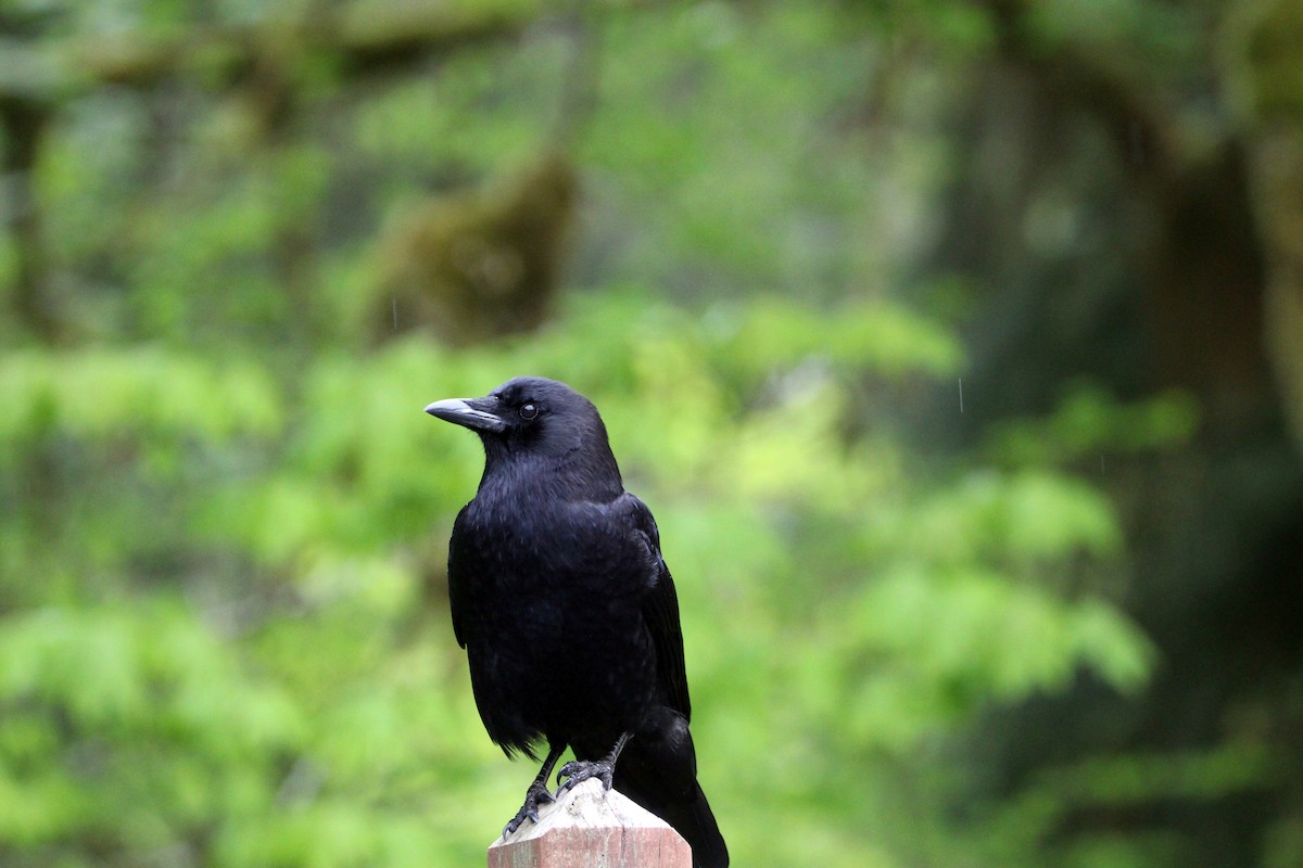 American Crow - ML635140547