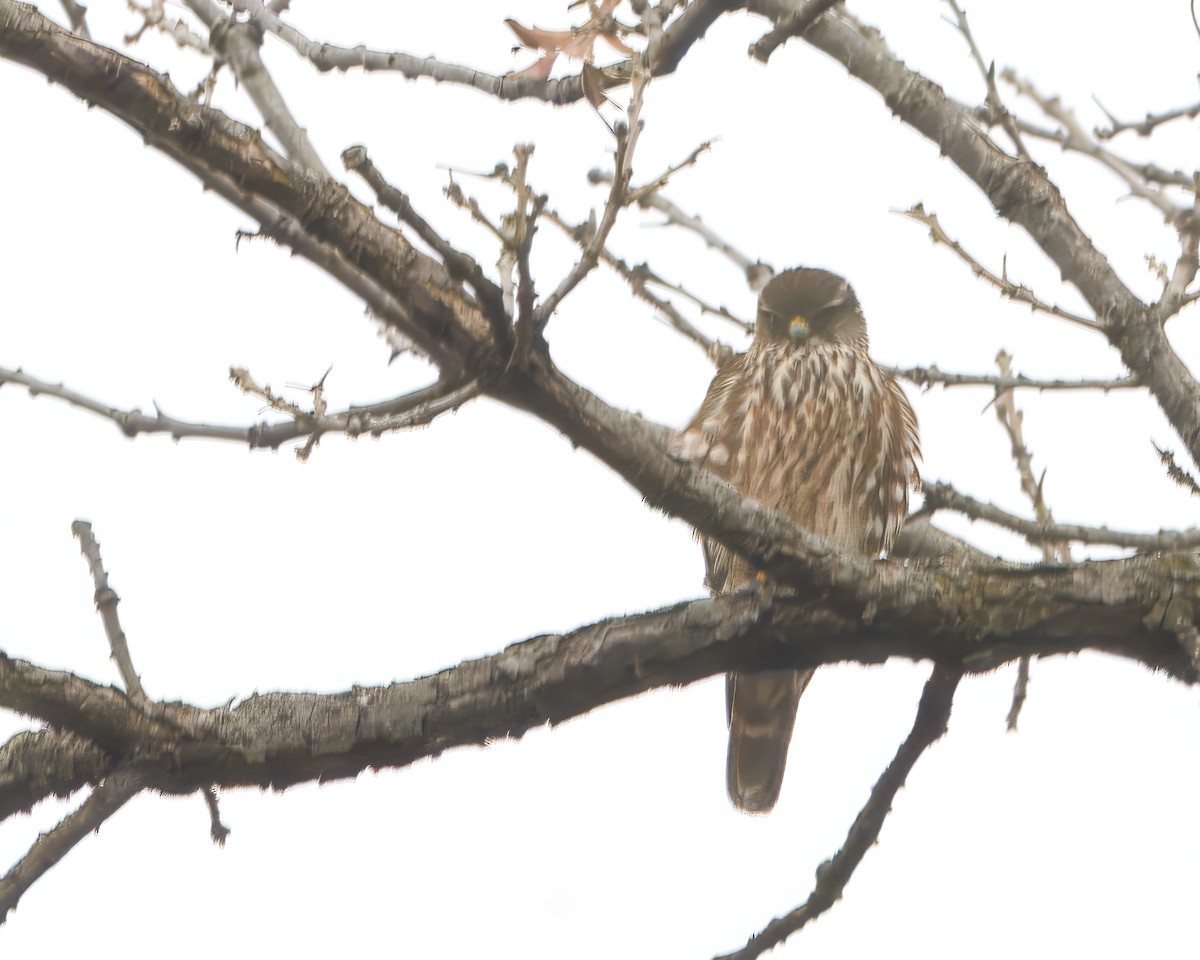 Merlin - ML635140593