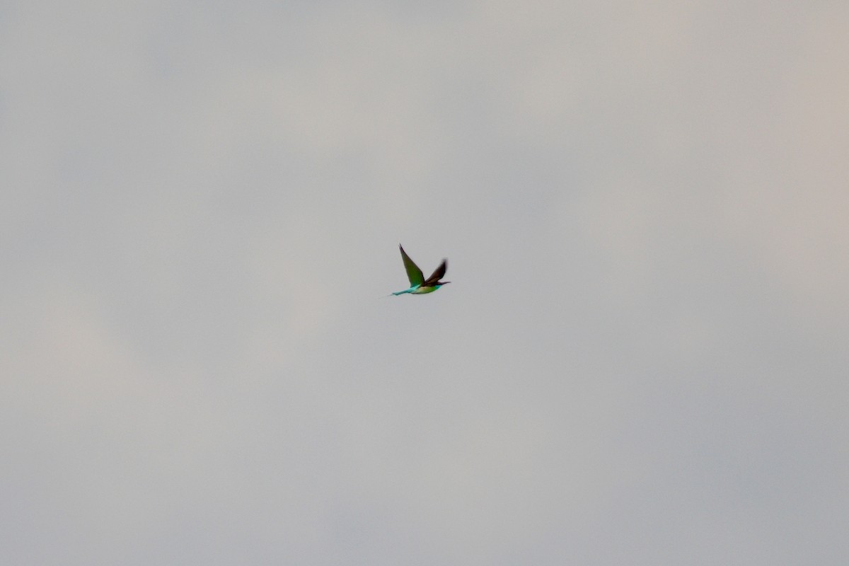 Blue-throated Bee-eater - ML635140597