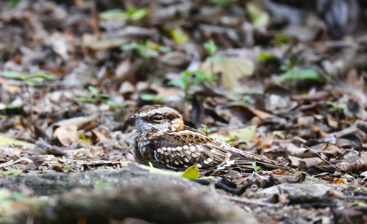 White-tailed Nightjar - ML635140602