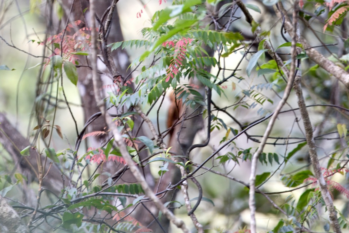 Bay Woodpecker - ML635140609