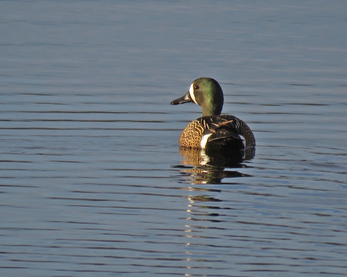 Blue-winged Teal - ML635140615