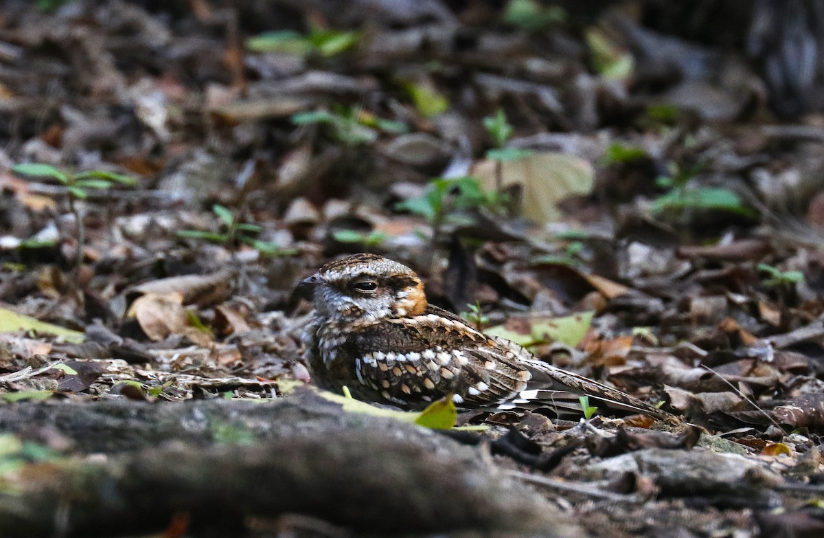 White-tailed Nightjar - ML635140629