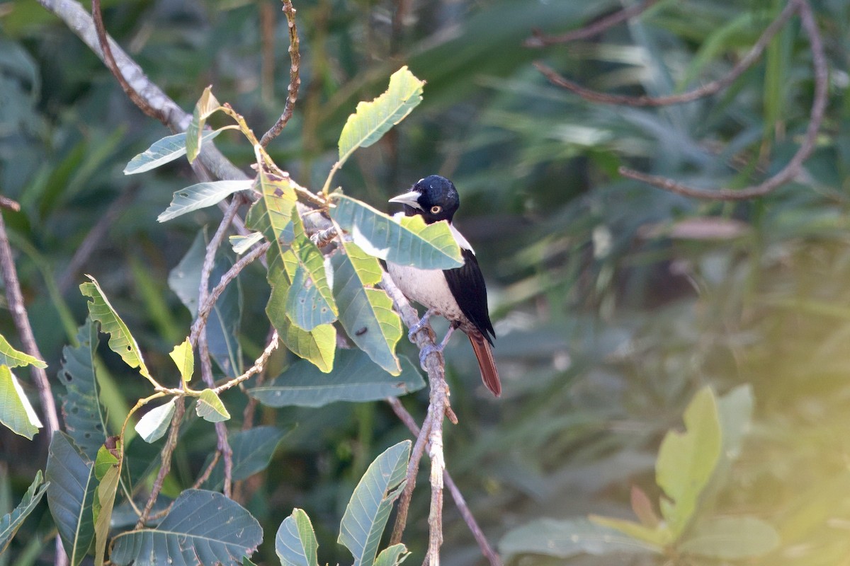 Silver Oriole - ML635140642