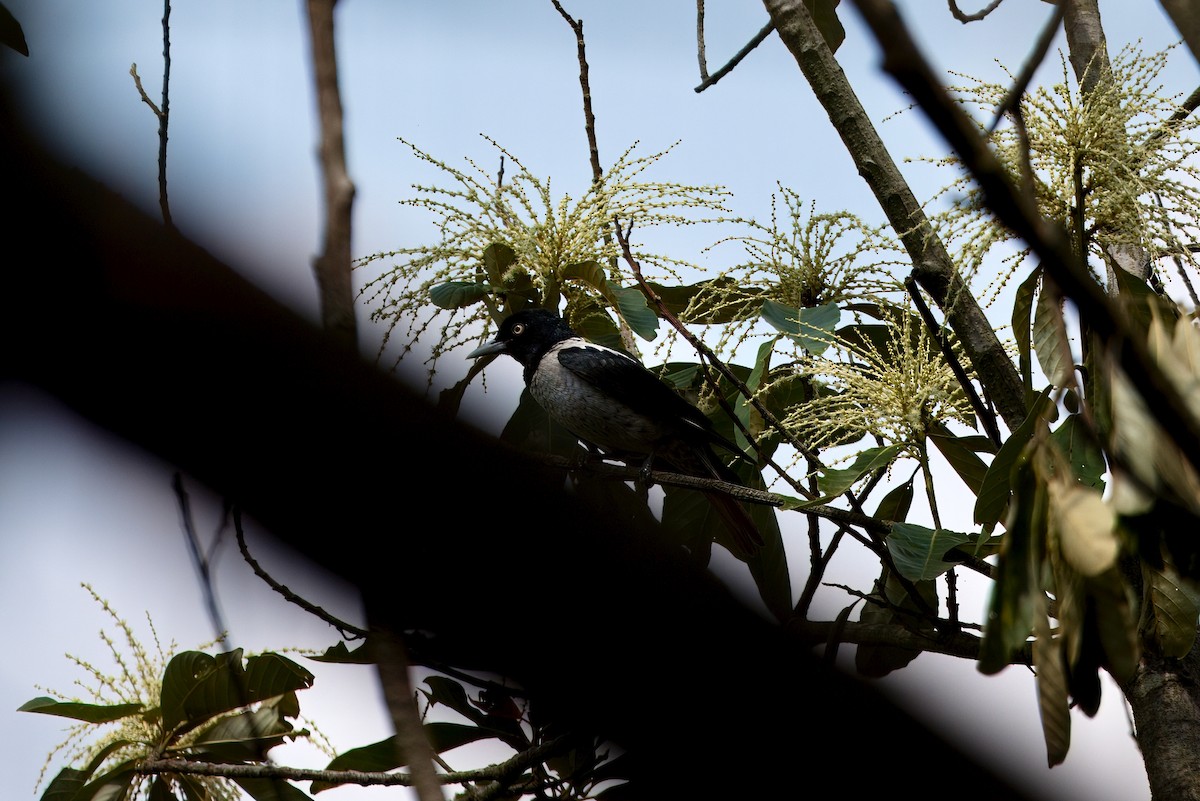 Silver Oriole - ML635140643