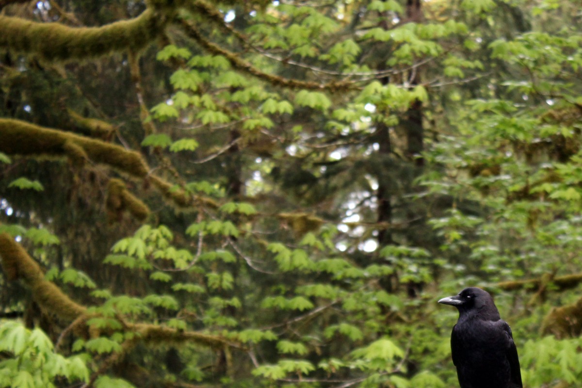 American Crow - ML635140675