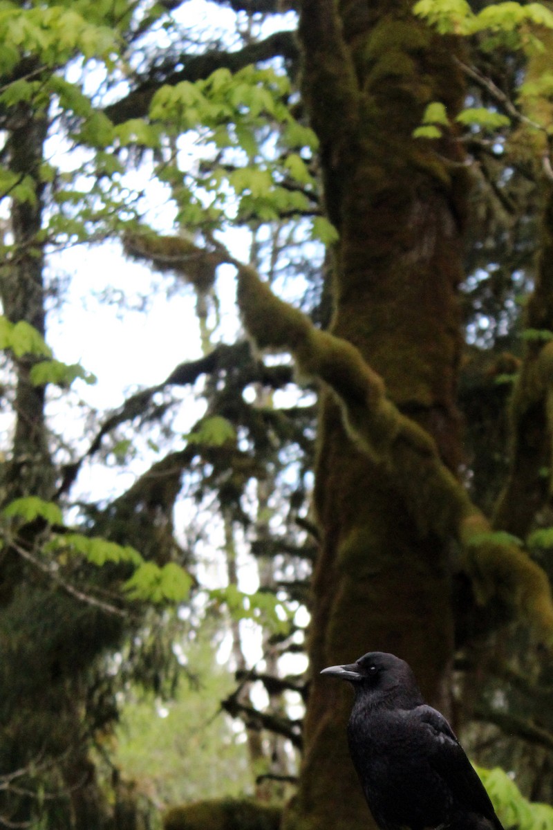 American Crow - ML635140676