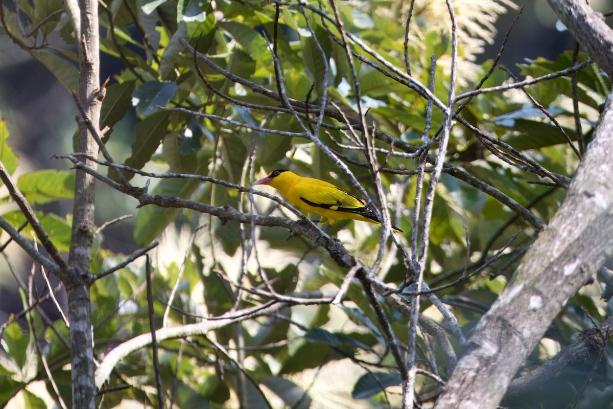 Black-naped Oriole - ML635140683