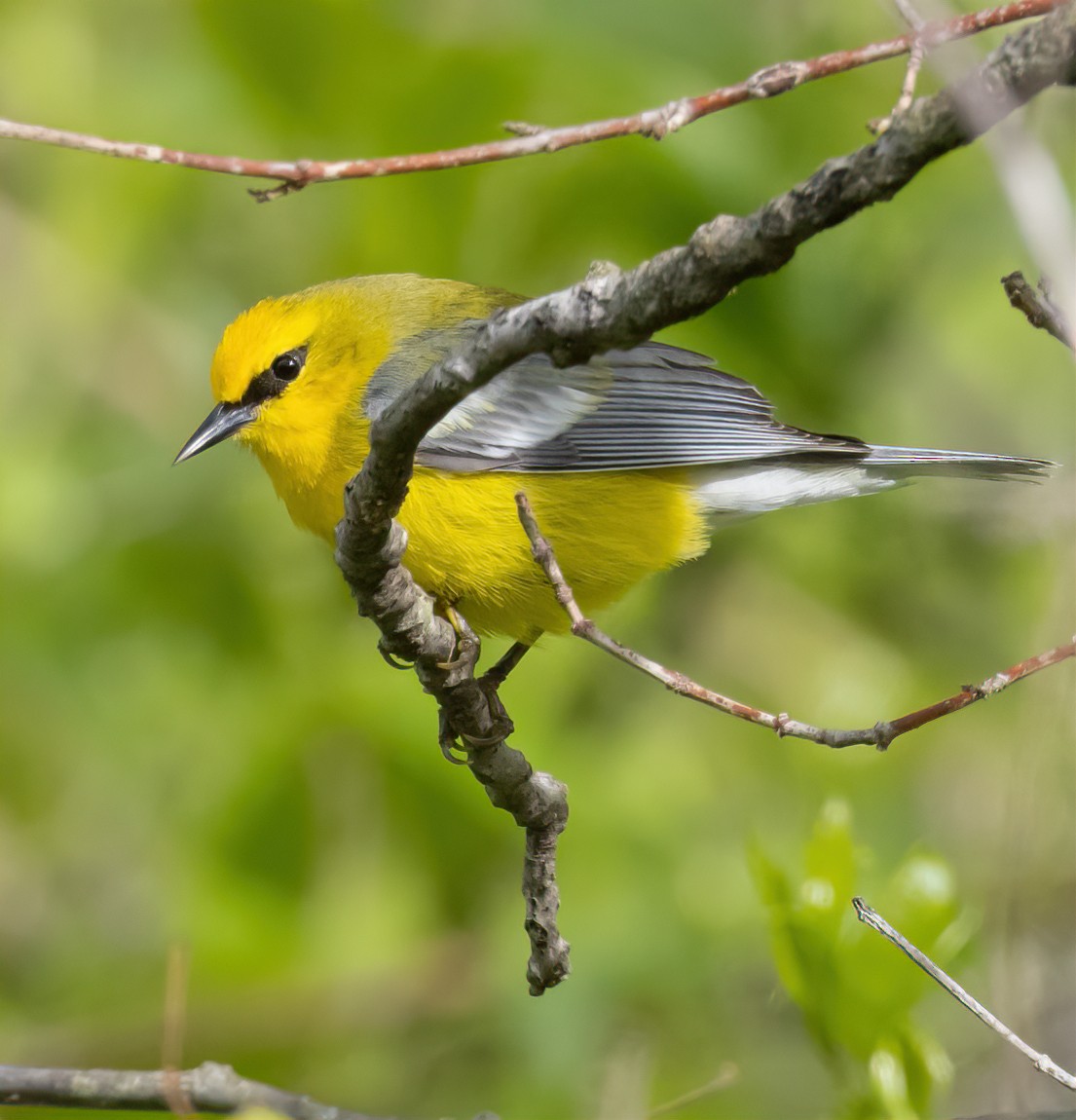 Blue-winged Warbler - ML635140833