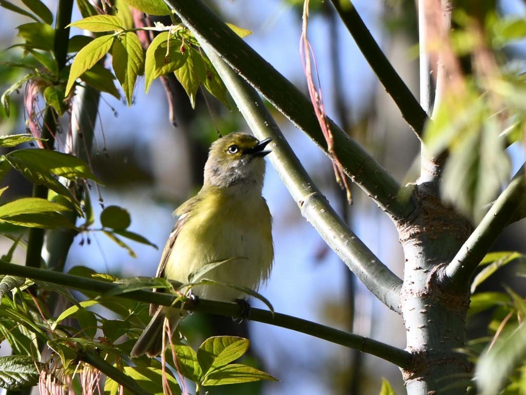 White-eyed Vireo - ML635140873