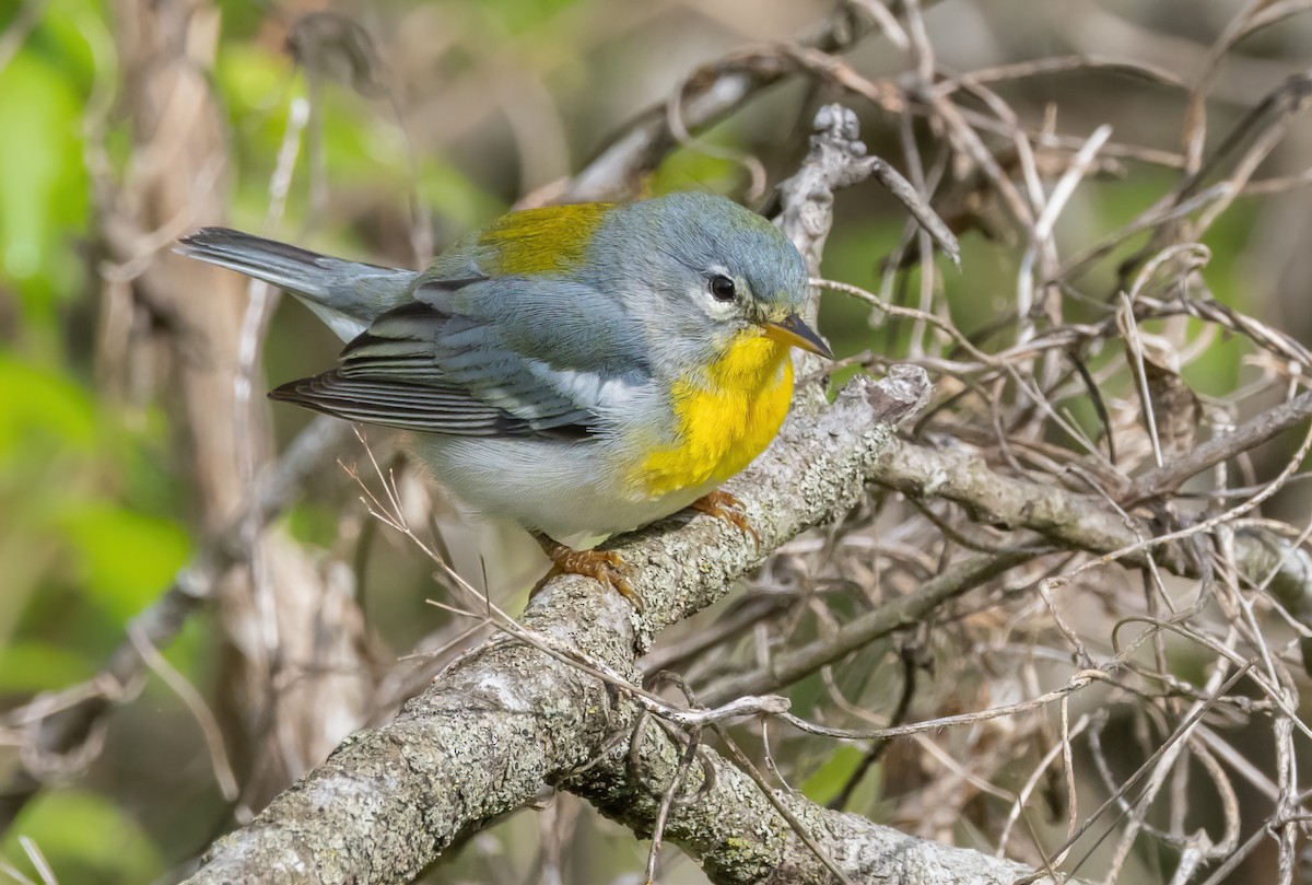 Northern Parula - ML635140880