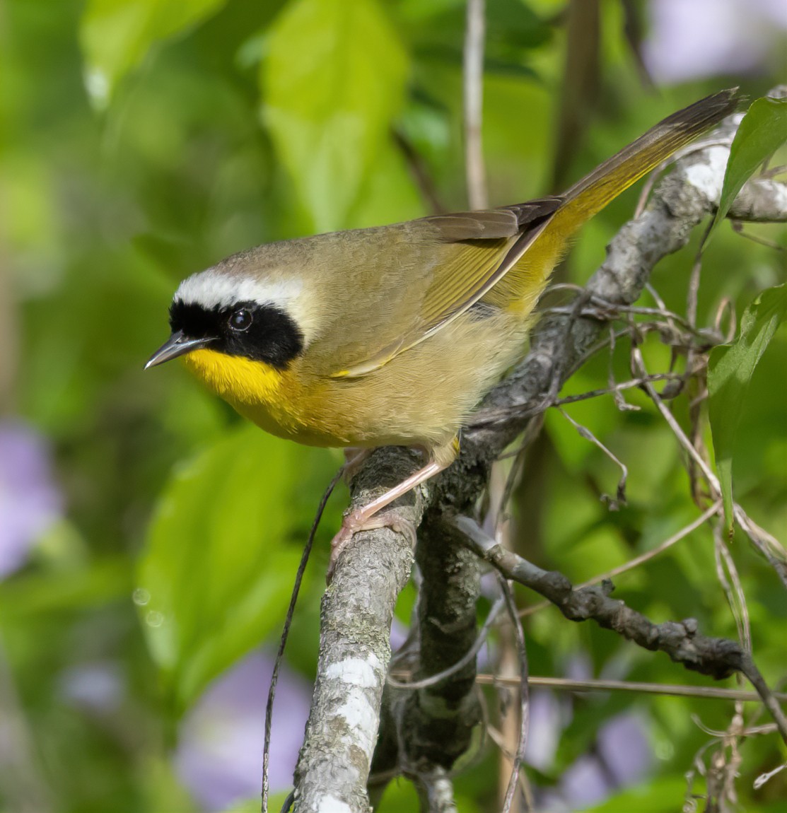 Common Yellowthroat - ML635140912