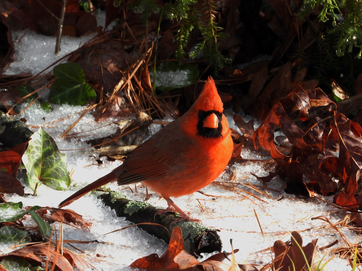 Northern Cardinal - ML635141029