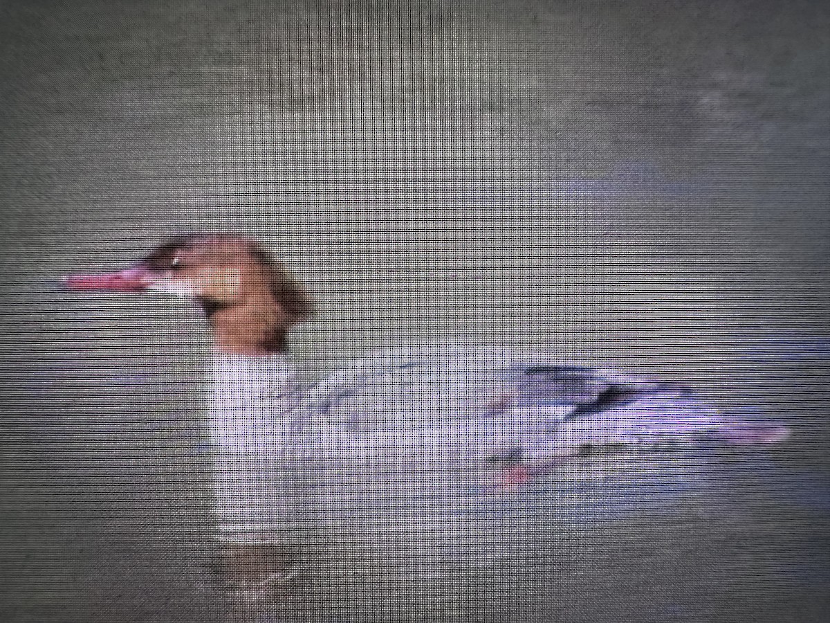 Common Merganser - ML635141047