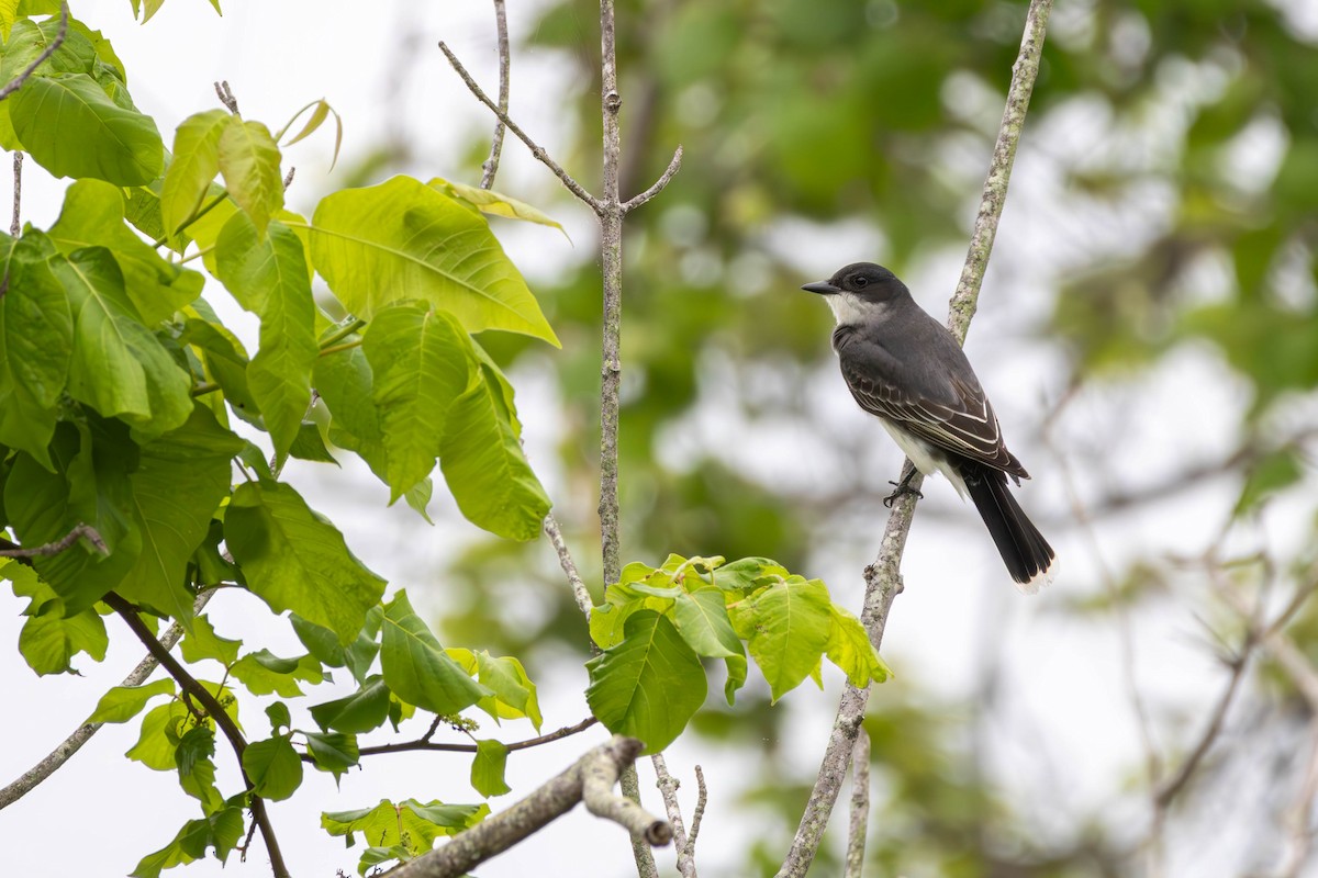 Eastern Kingbird - ML635141103