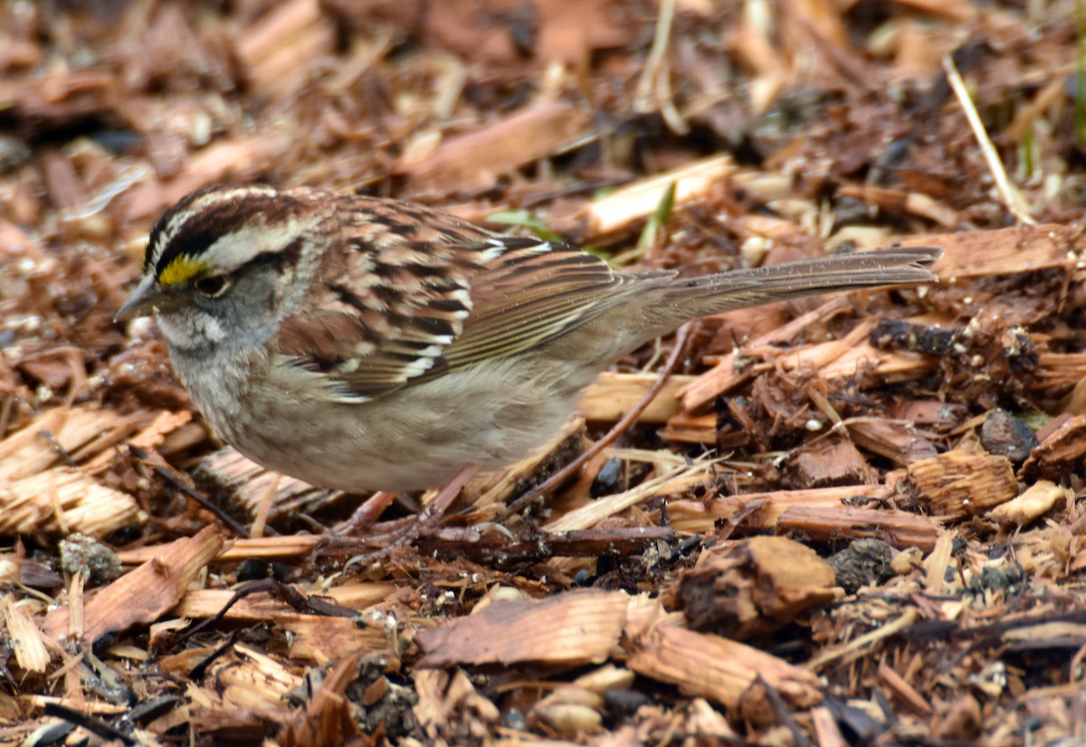 ノドジロシトド - ML635141113