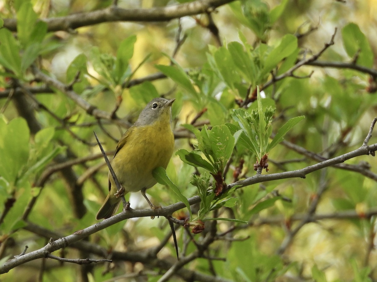 Nashville Warbler - ML635141126