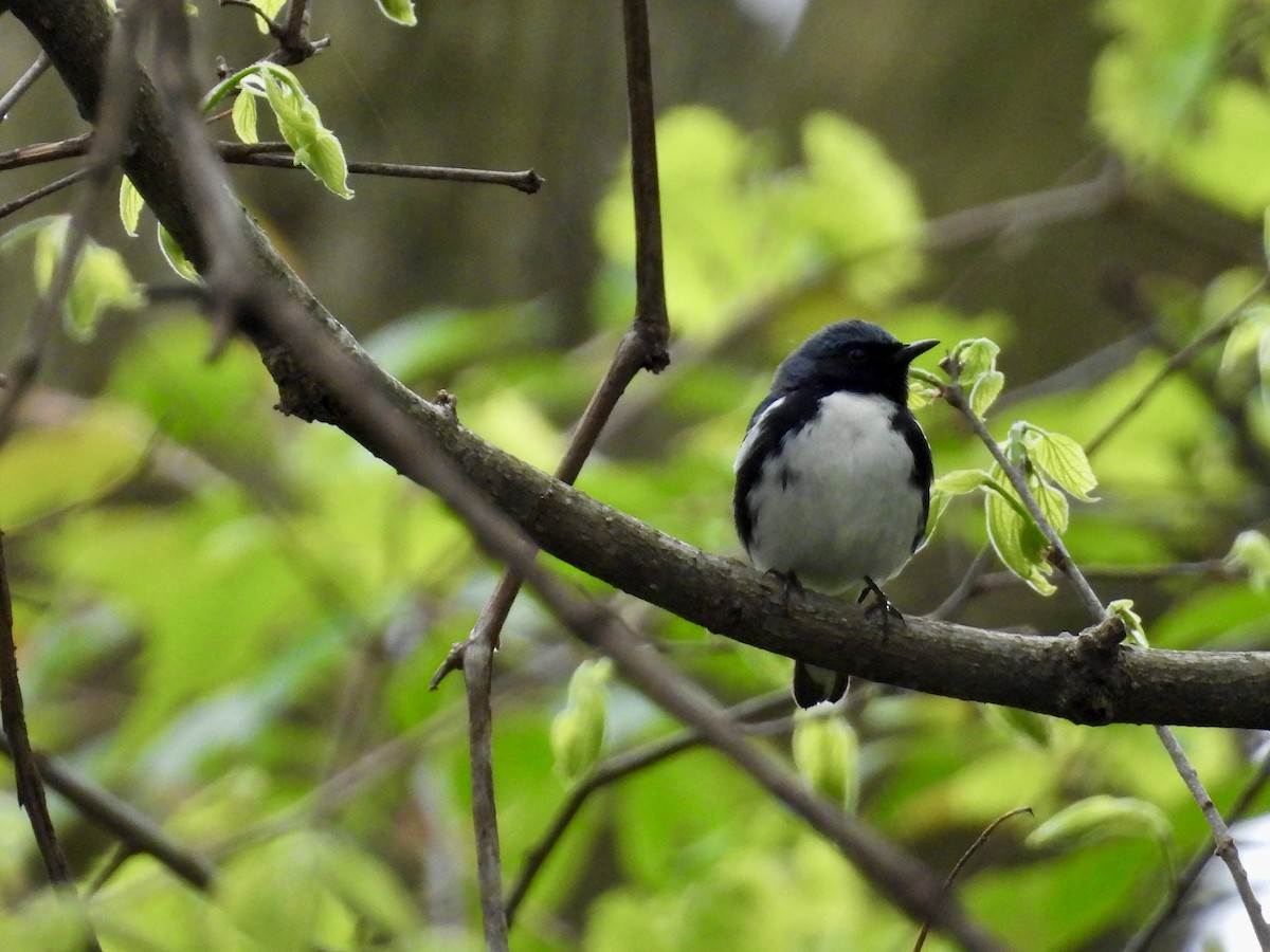 Black-throated Blue Warbler - ML635141138